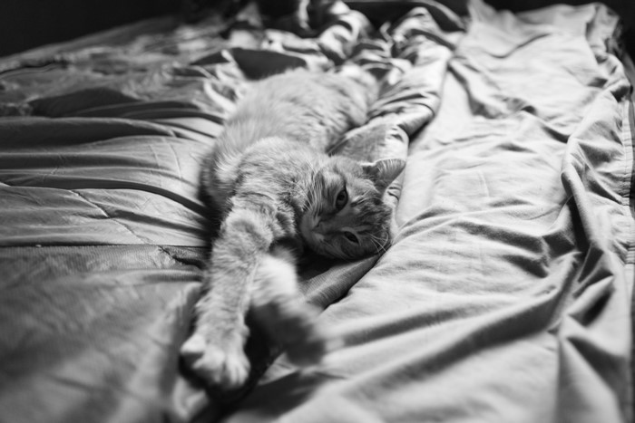 Orange cat stretching on a bed