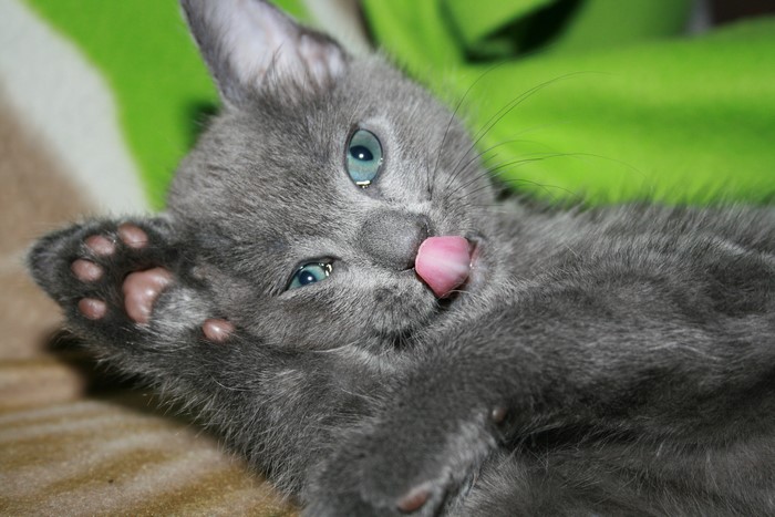 Gray Kitten Licking Its Nose