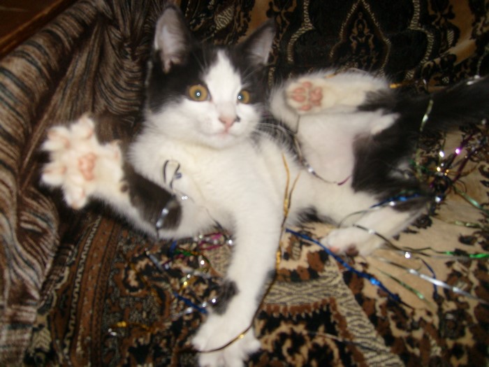 Black and white kitten playing with tinsel