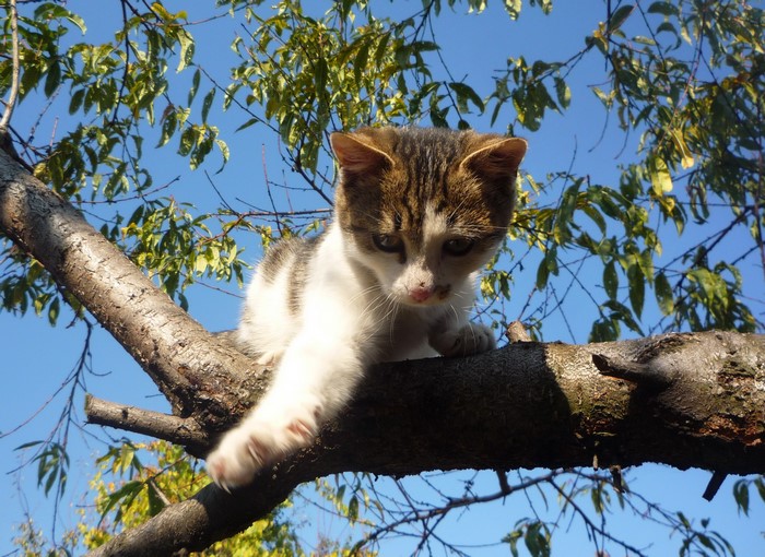Kitten on a tree branch