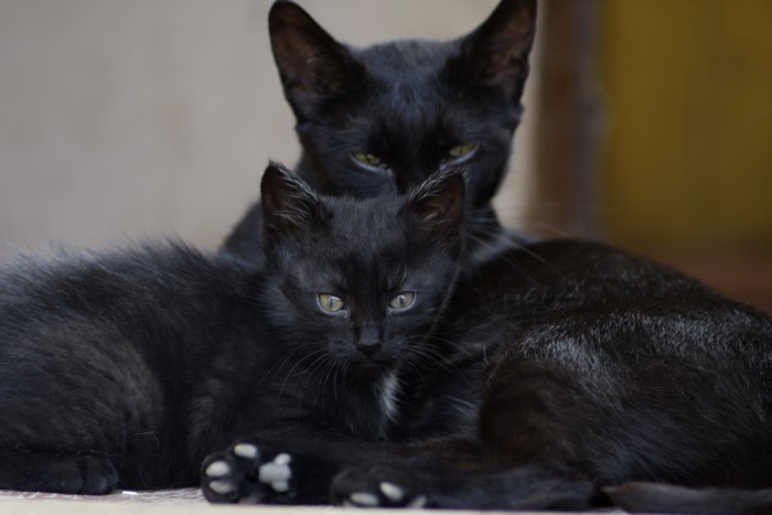 Two black cats, one adult and one kitten
