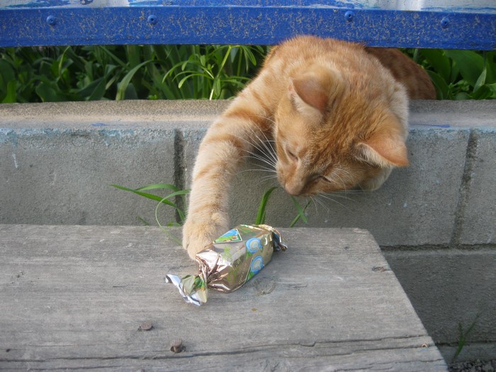 Ginger cat plays with candy wrapper