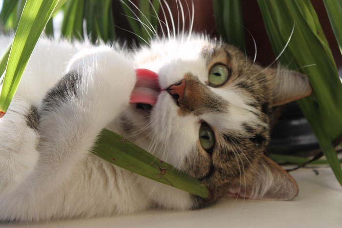 Cat licking its paw with green plant