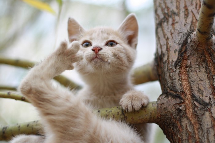 Kitten sitting on a tree branch