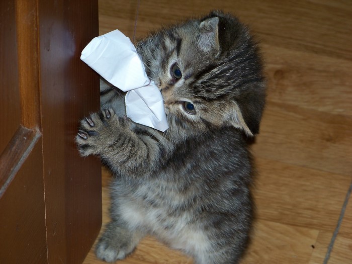 Kitten playing with paper near a wooden door