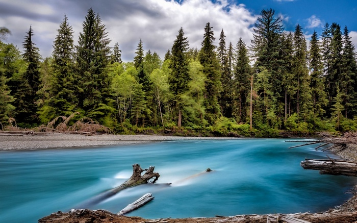 River flowing through a forest with fallen trees