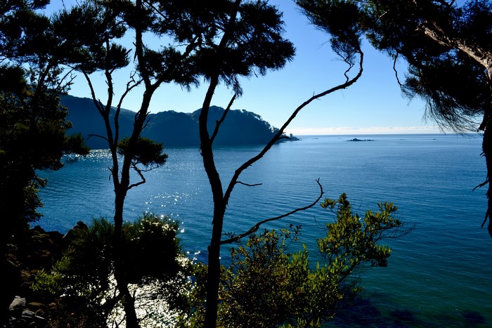 Trees framing a view of Abel Tasman National Park coast