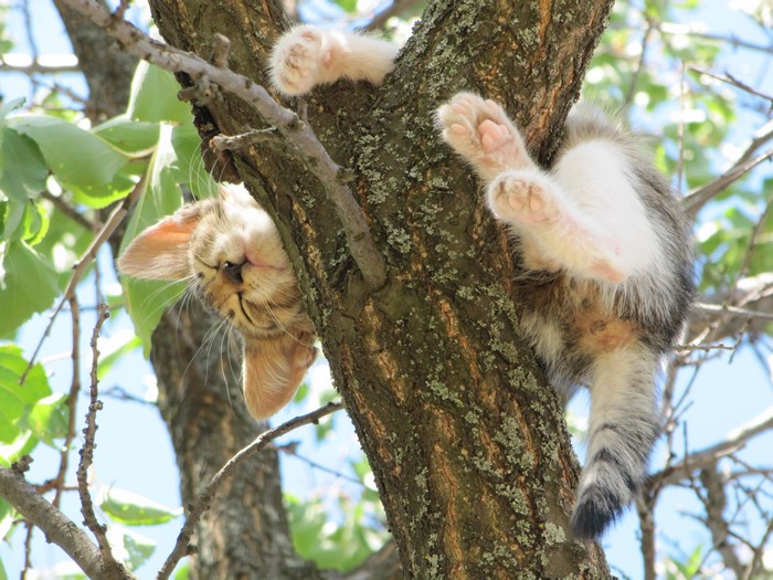 Kitten sleeping on a tree trunk