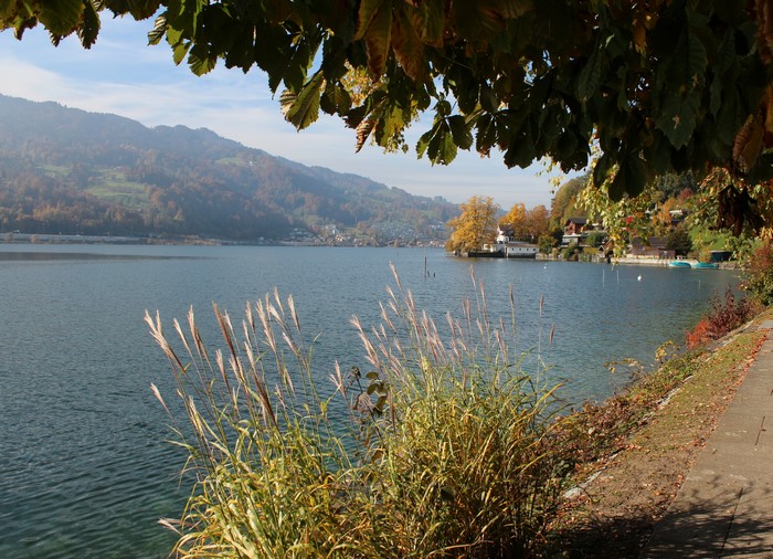 4K Lake Lucerne Vierwaldstattersee, Switzerland Coast Grass