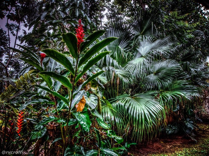 Red Ginger Flower and Palm Leaves in a Tropical Garden