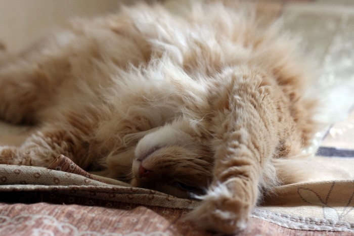 Fluffy orange cat sleeping on a patterned blanket