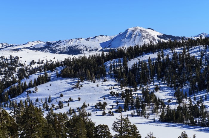 Snowy Mountains with Pine Trees and Blue Sky in Nevada