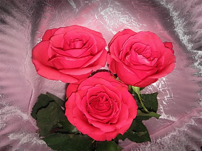 Three red roses on a textured pink and silver background