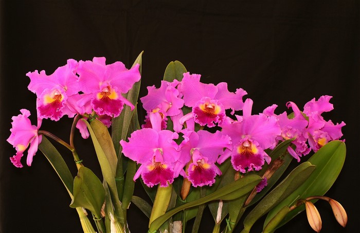 Pink Cattleya orchids with yellow and deep pink centers