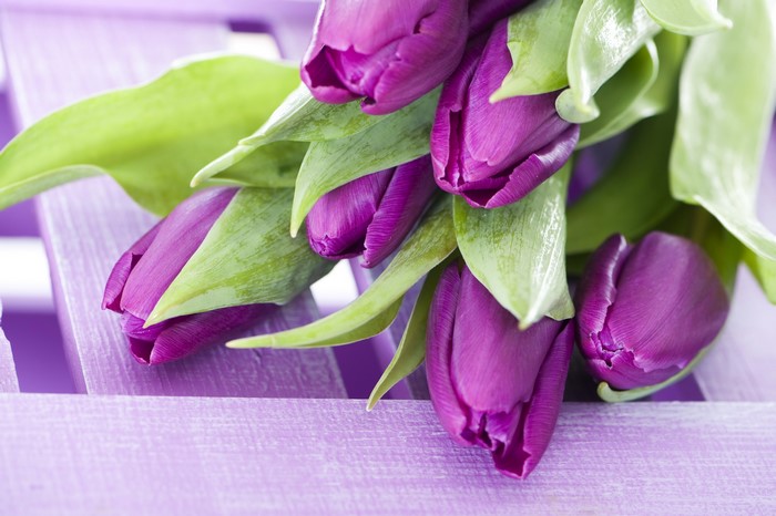 Purple Tulips on a Lavender Wooden Surface