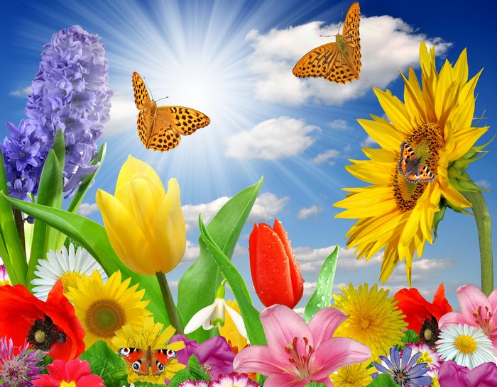 Spring flowers and butterflies with sun rays