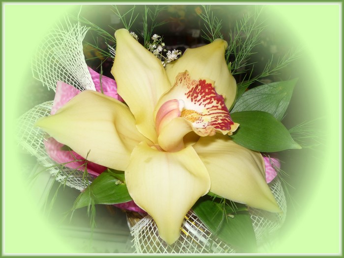 Yellow Orchid with Red Spots and Greenery