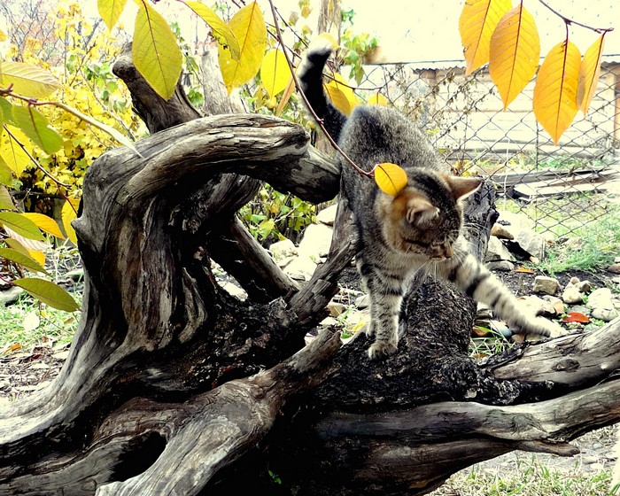 Tabby cat on a weathered log with yellow leaves