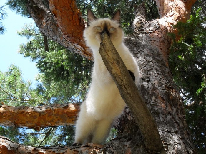 Balinese cat climbing a pine tree
