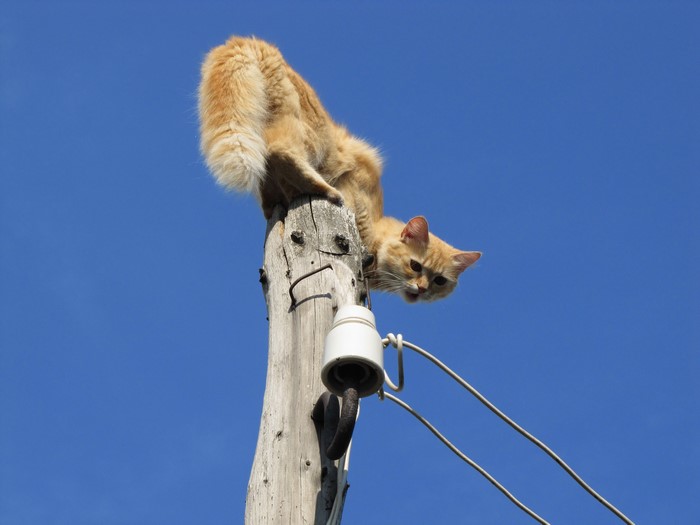 Orange cat on a wooden pole