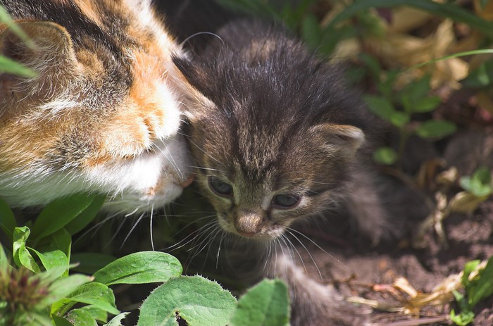 Mother cat and kitten in grass