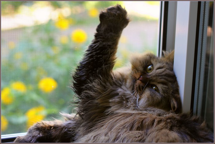 Fluffy cat with paw raised by window