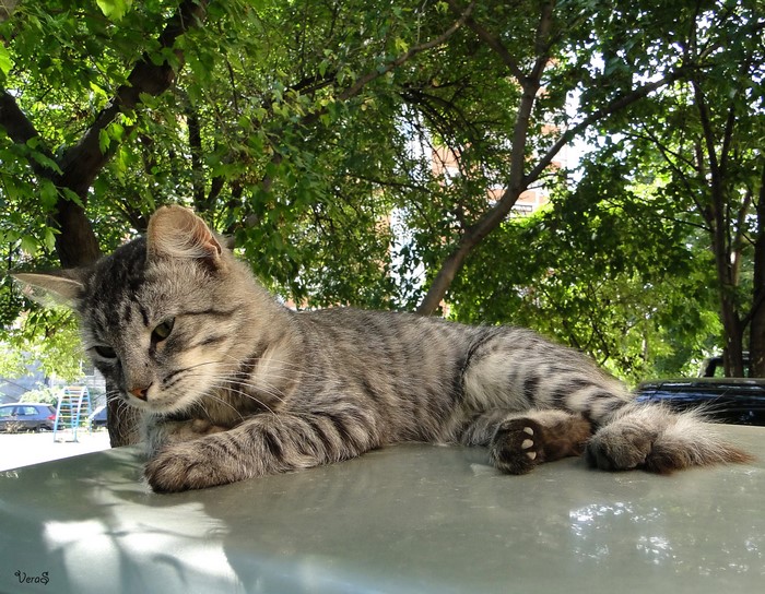A tabby cat rests on a car hood