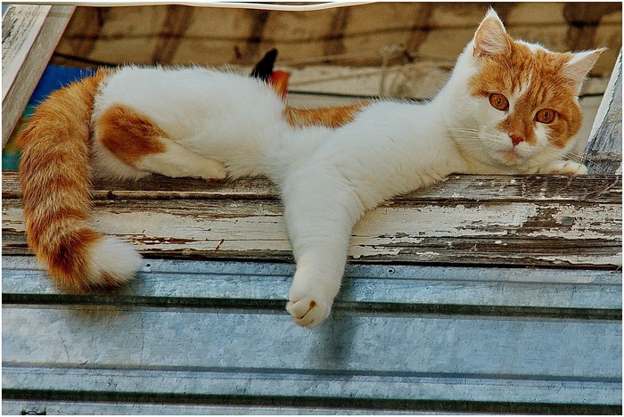 Orange and white cat lying on wooden planks