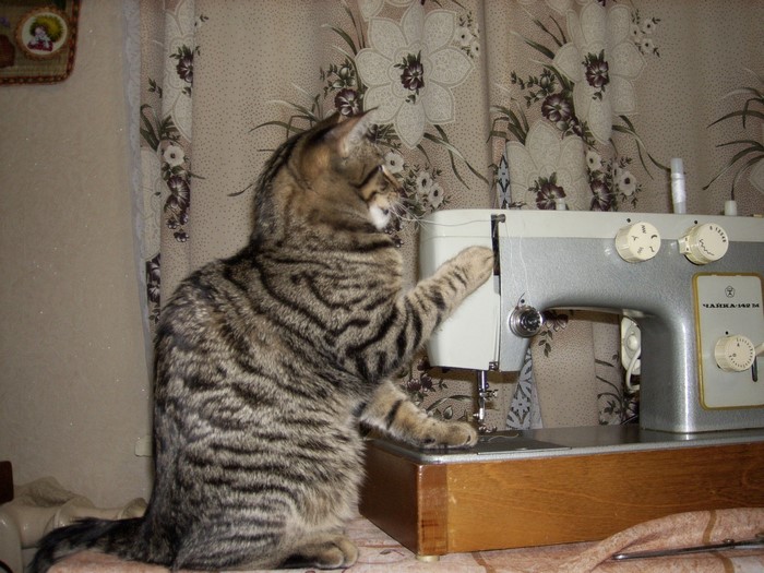 Tabby cat playing with a sewing machine