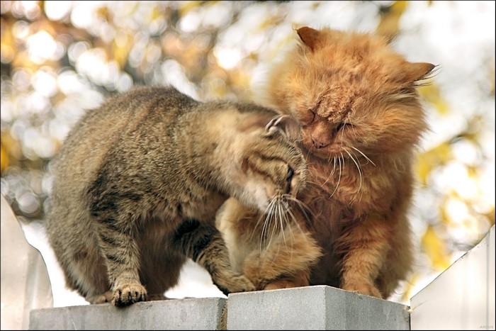 Two cats grooming each other