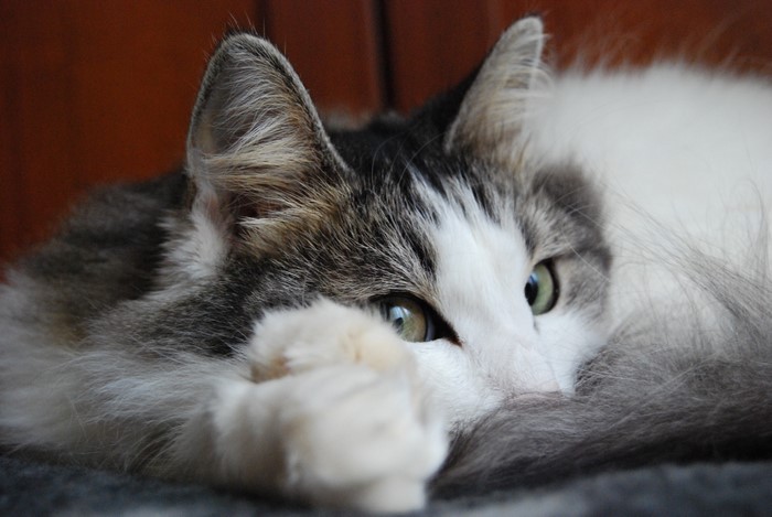 Cat with green eyes looking sideways