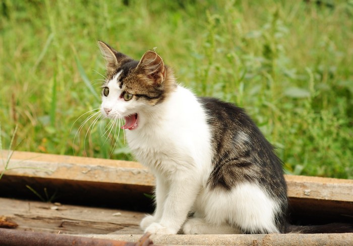 A tabby and white cat yawns outdoors