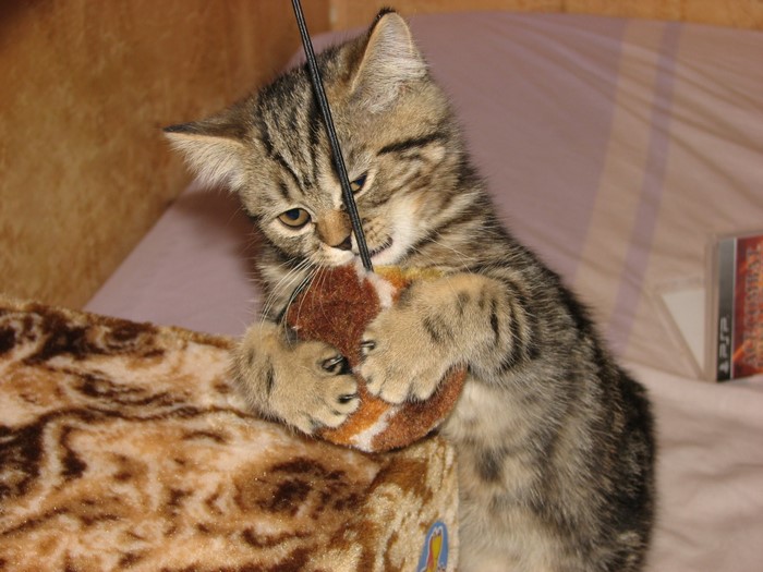 Kitten playing with a toy mouse