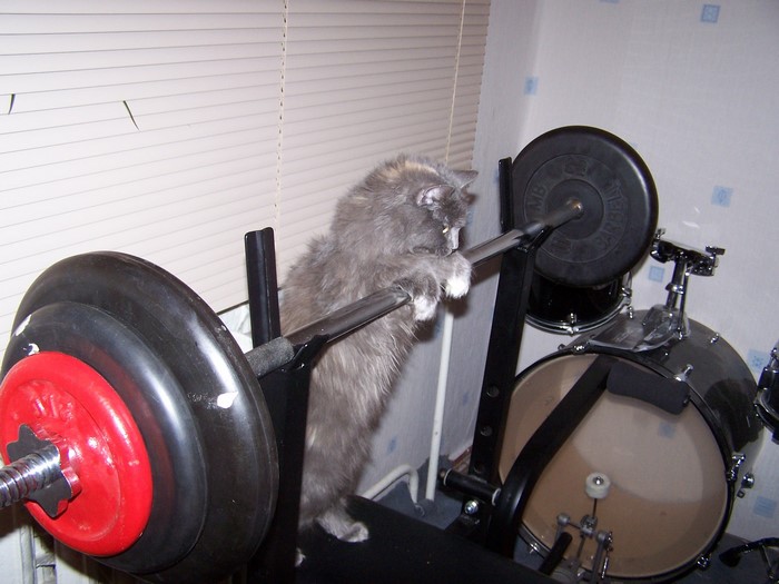 Cat on a weightlifting bench with drums