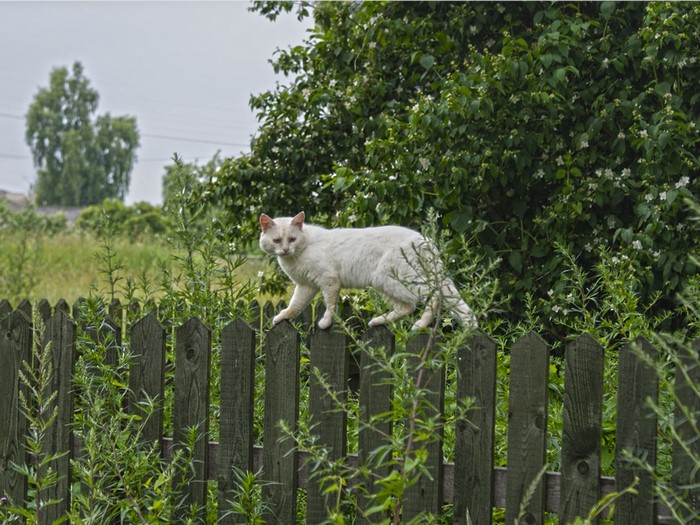 White cat on a wooden fence