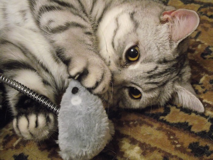 Cat playing with a toy mouse