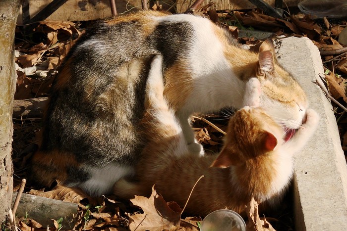 Calico cat grooming an orange kitten