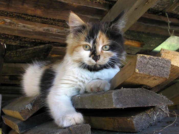 Calico kitten resting on wood planks