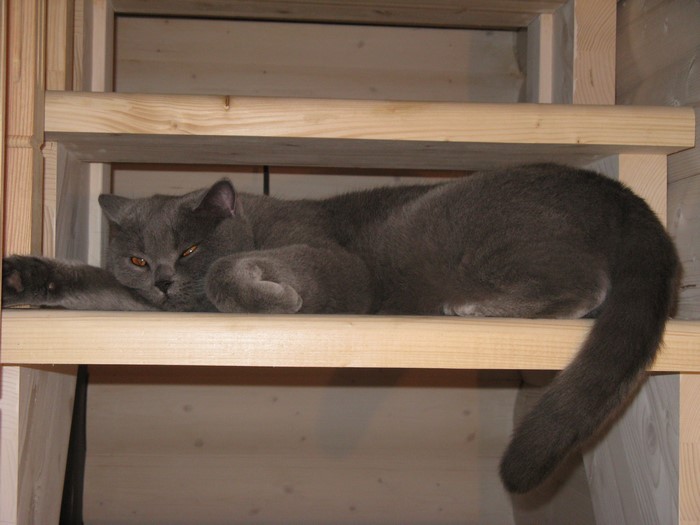 A gray cat rests on wooden stairs