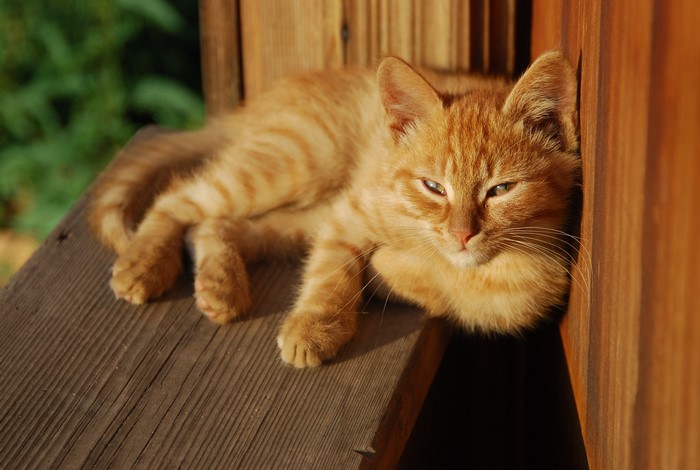 Orange tabby cat resting on wooden planks