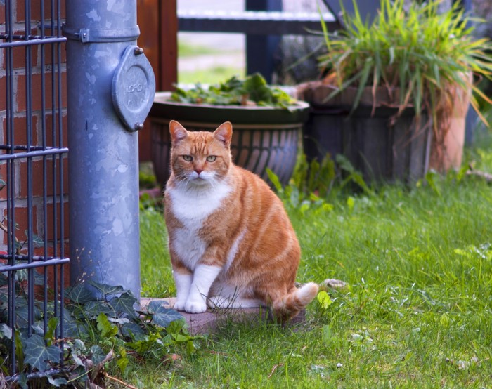 Fat ginger cat sitting on grass near a pipe