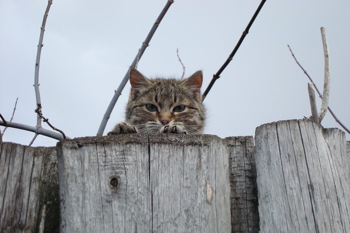 Cat peeking over a wooden fence