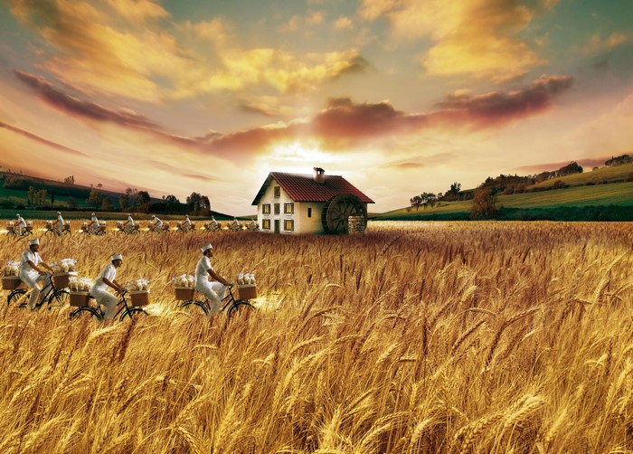 People on bicycles in a wheat field with a mill house