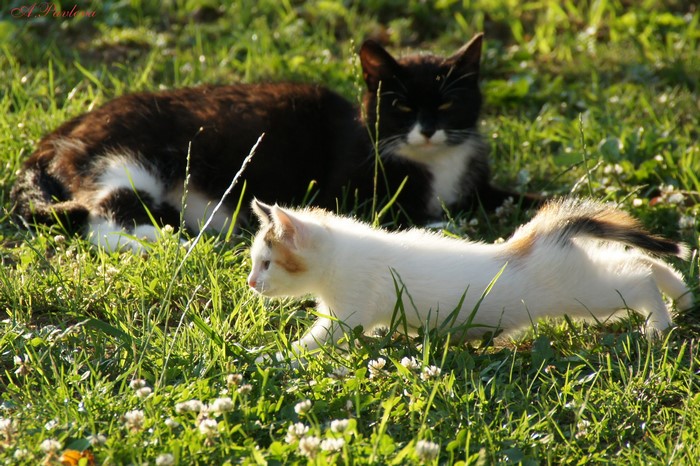 Black and white cats in grass