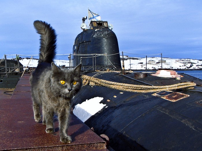 Gray cat on a dock next to a submarine