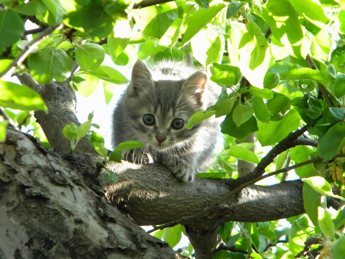 Kitten perched on a tree branch among green leaves