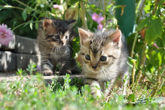 Two Tabby Kittens in Garden