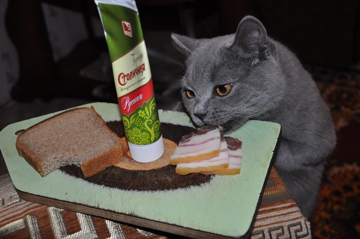 Grey cat eating salo and bread