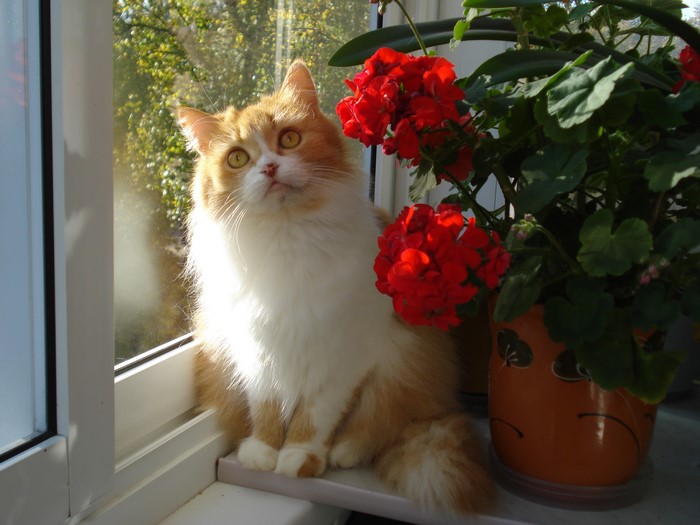 Fluffy orange and white cat sitting by a window with red flowers