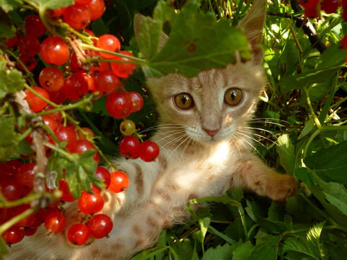 Kitten peeking through red currants